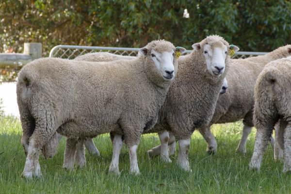 Wharetoa Genetics - Ram Breeding