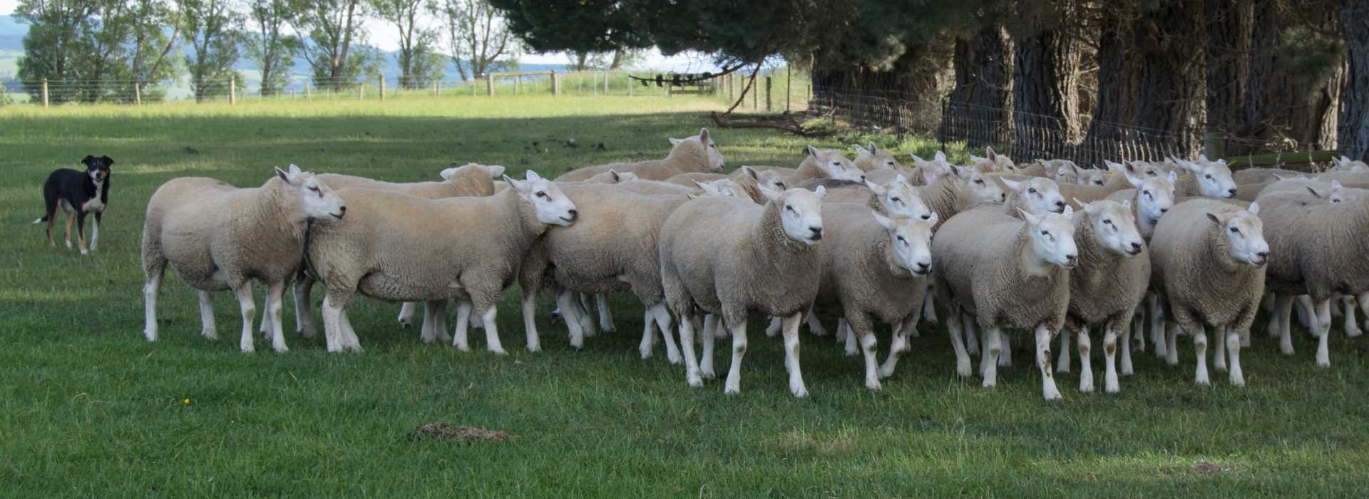 herding-sheep
