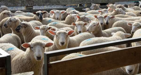 sheep-in-yards